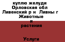 куплю желуди - Орловская обл., Ливенский р-н, Ливны г. Животные и растения » Услуги   . Орловская обл.